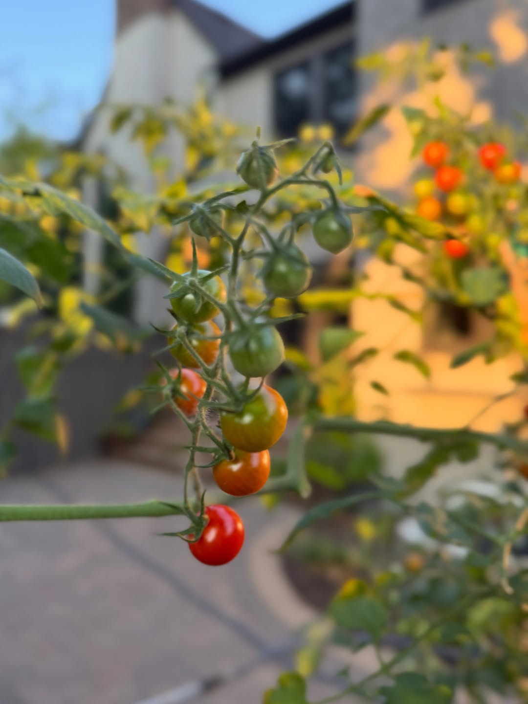 Instagram post by Dr. Anna Bakeman: Feeling the shift into my favorite time of year with full gardens and cooler mornings