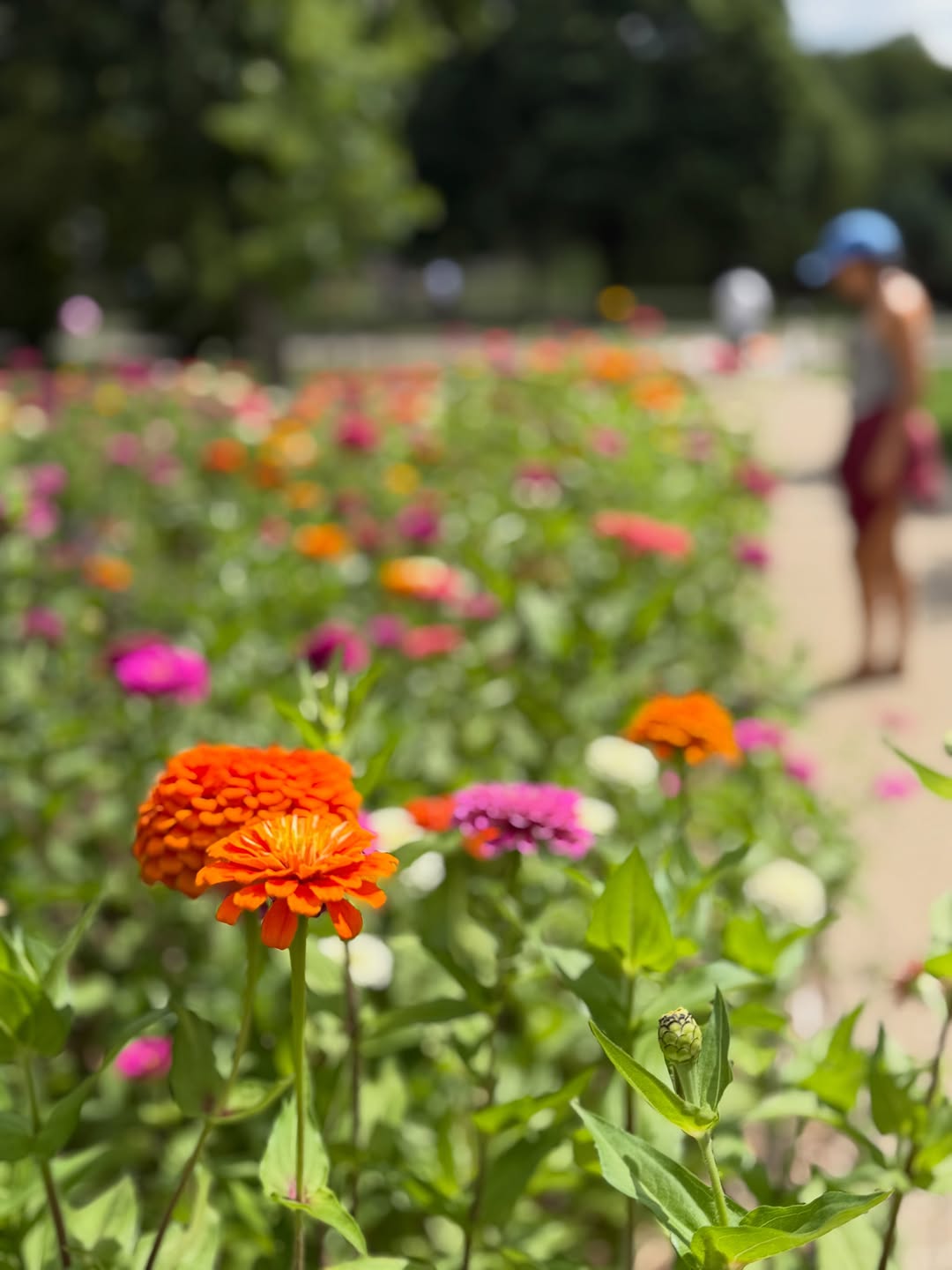 Instagram post by Dr. Anna Bakeman: excellent flower scene at lake of the isles