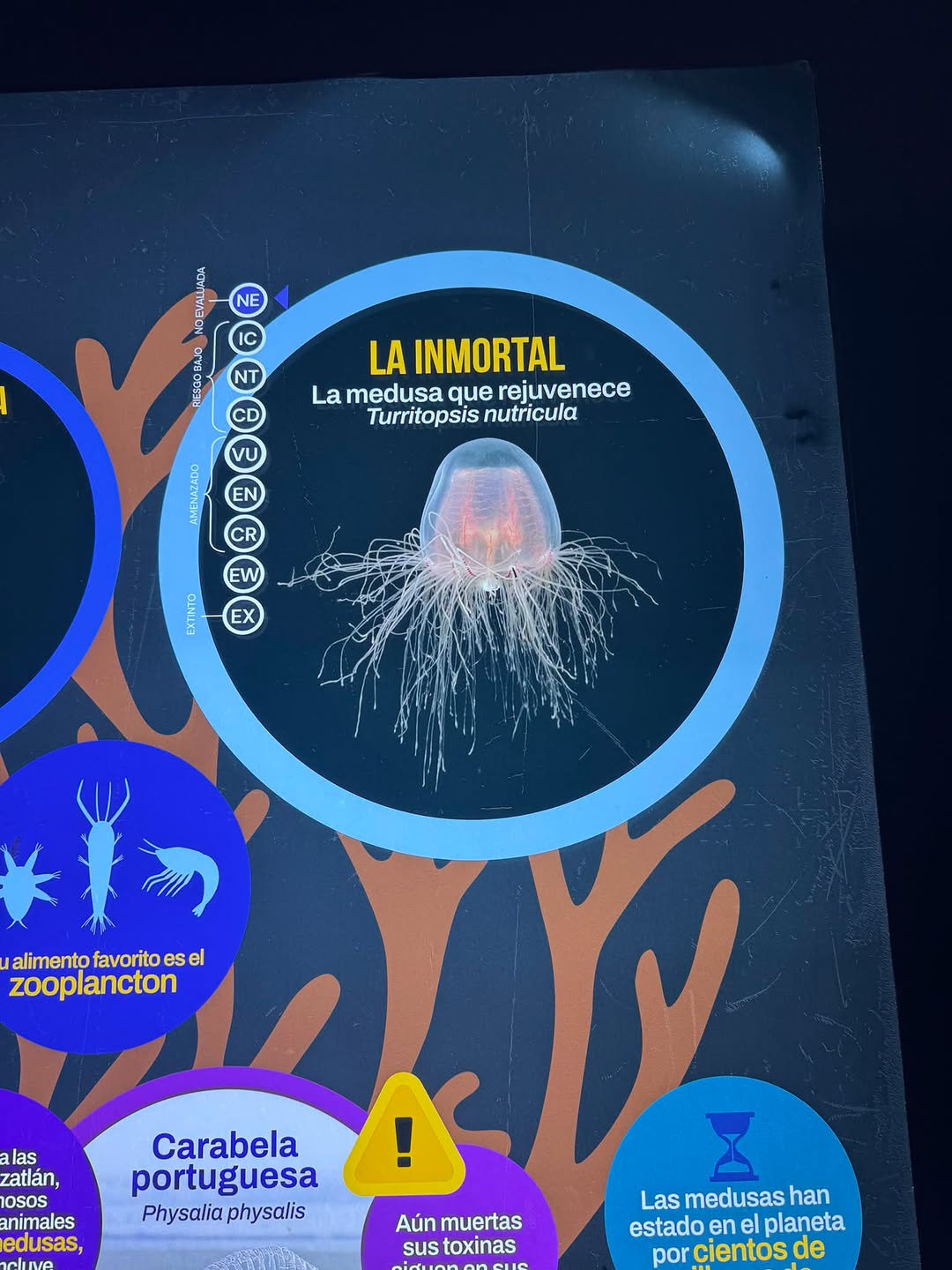 Instagram post by Dr. Annalee S. Kruyer DDS: I just learned from Tia that some jelly fish are biologically immortal! What? My kids are soooo smart!!