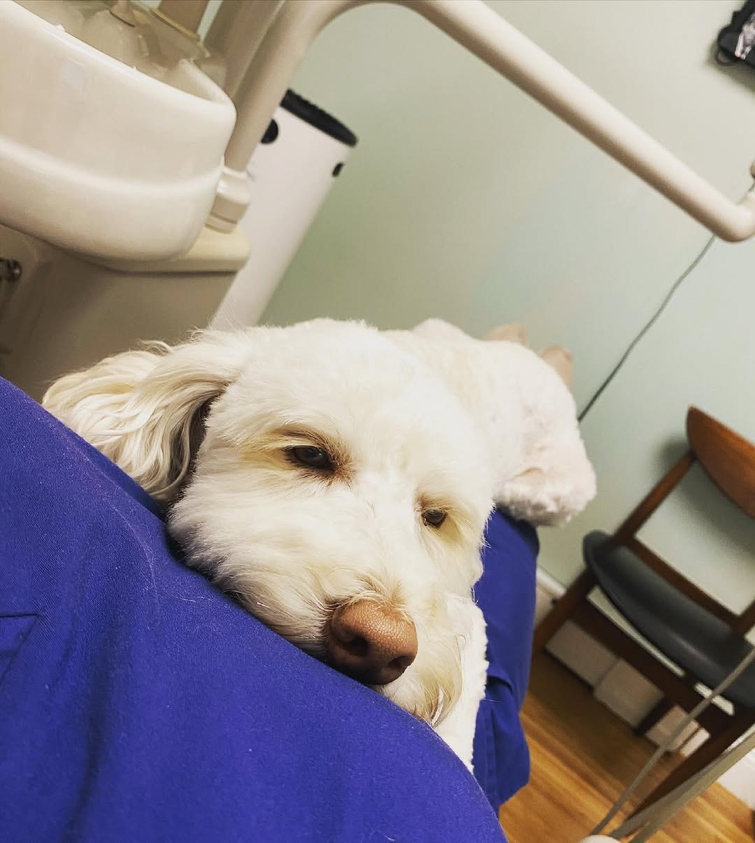 Instagram post by Dr. Anya Pukhovitskaya, D: Patients view of Gracie while she gets some cavities filled! Our therapy dog alleviates patient anxiety in the dental chair to make your exp…