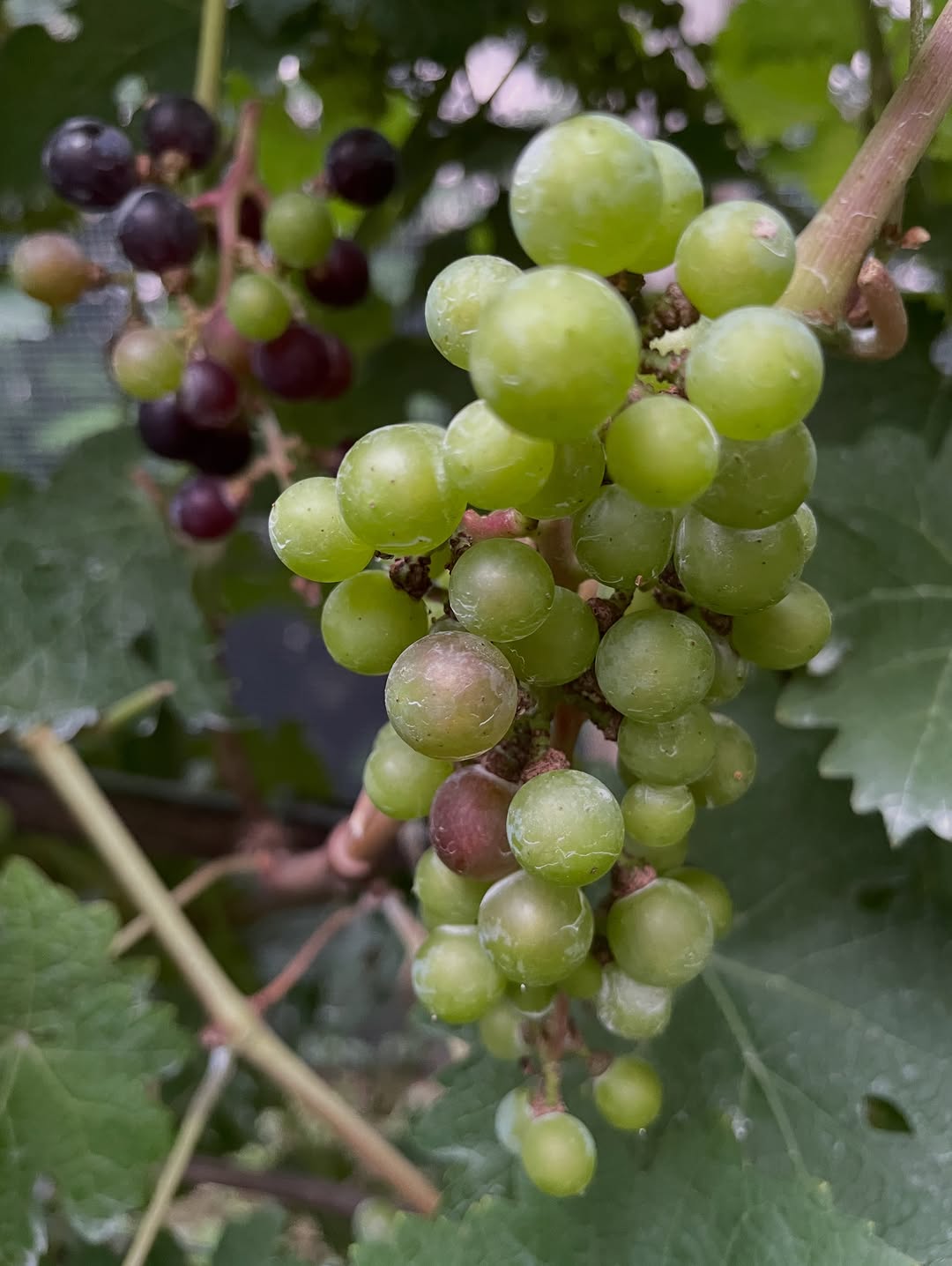 Instagram post by Dr. Arnold S. Breitbart: VERAISON! That magical time in our vineyard, when the Cabernet and Merlot grapes start to turn red, and the Chardonnay grapes turn transluce…