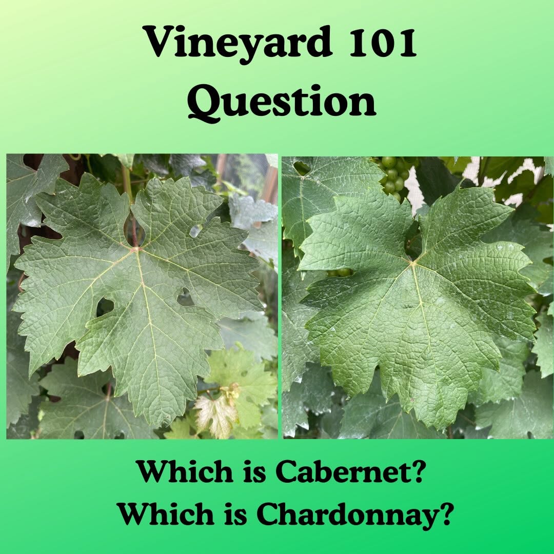 Instagram post by Dr. Arnold S. Breitbart: Welcome to our vineyard. Lesson One. Question: How do you tell a Cabernet Sauvignon vine leaf from a Chardonnay vine leaf? Answer: The Caber…