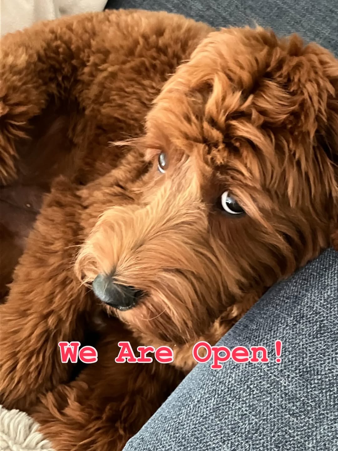 Instagram post by Dr. Aurora DeJuliis: Penny Doesn't Care About Wrinkles, But We Do! ✨Call 973-338-6300 or email us at adejuliis@verizon.net or visit our website at auroradejuliis…