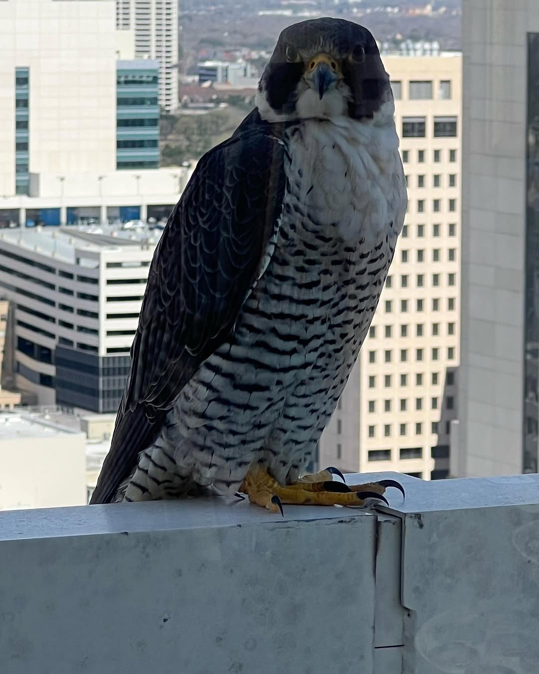 Instagram post by Dr. Azita Madjidi: The fastest bird on the planet paid me a visit today: peregrine falcon!
