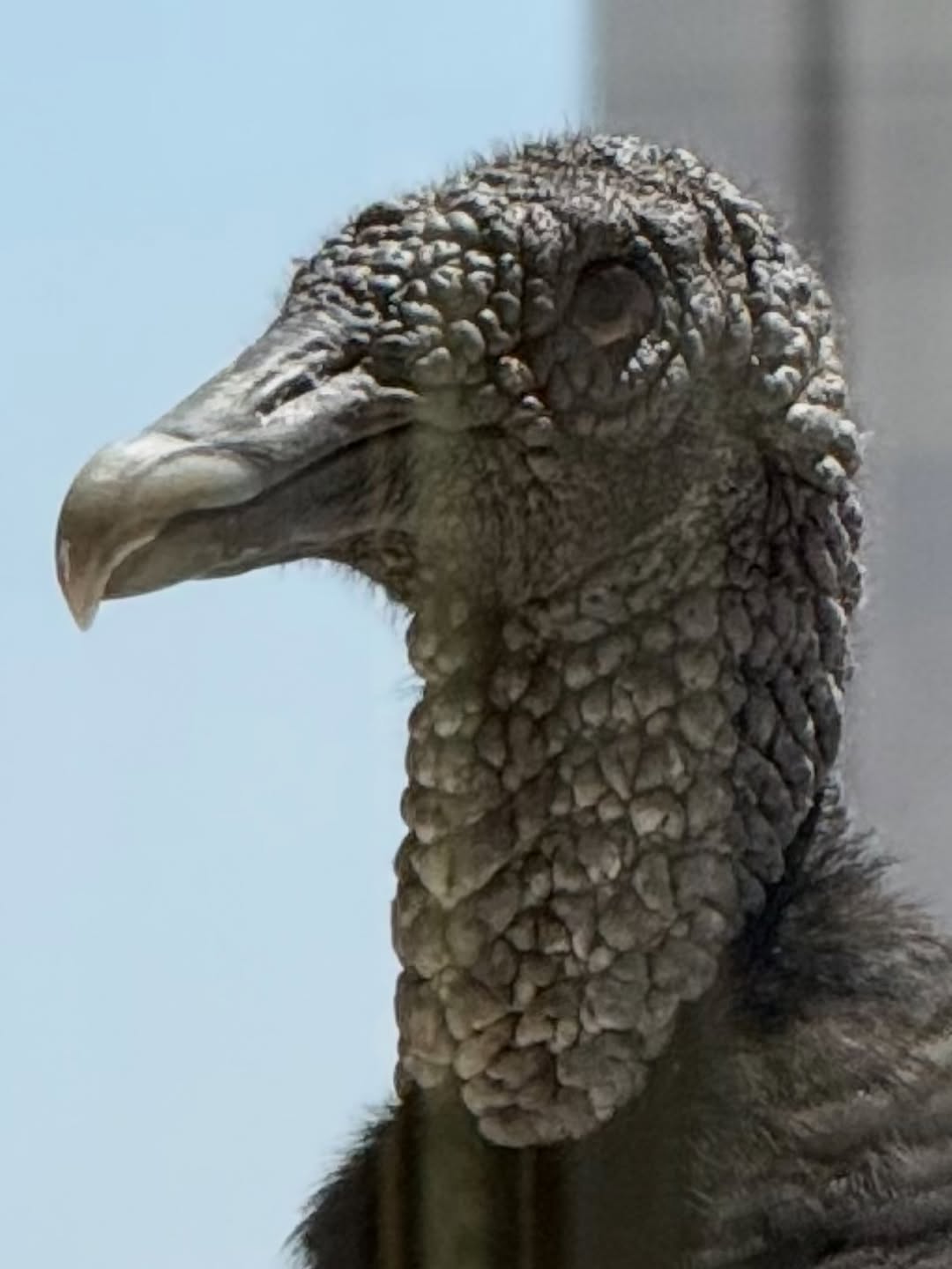 Instagram post by Dr. Azita Madjidi: A Black Vulture visited me today! Combination of beauty and power!