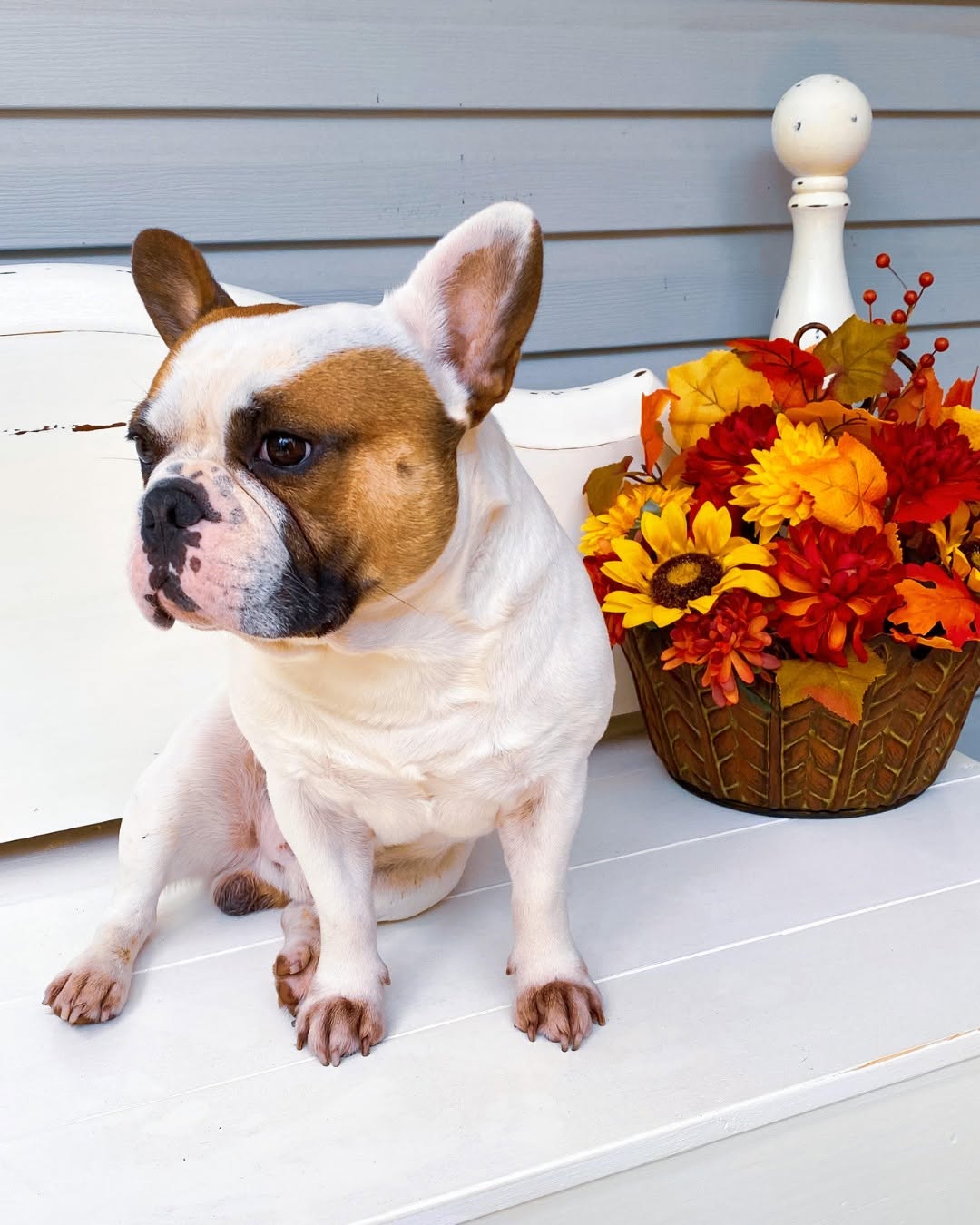Instagram post by Dr. Bharat Shah: It is National Dog Day, and the Shah Plastic Surgery team is celebrating the best coworkers of all. 🐾 Behind every consultation, treatment …