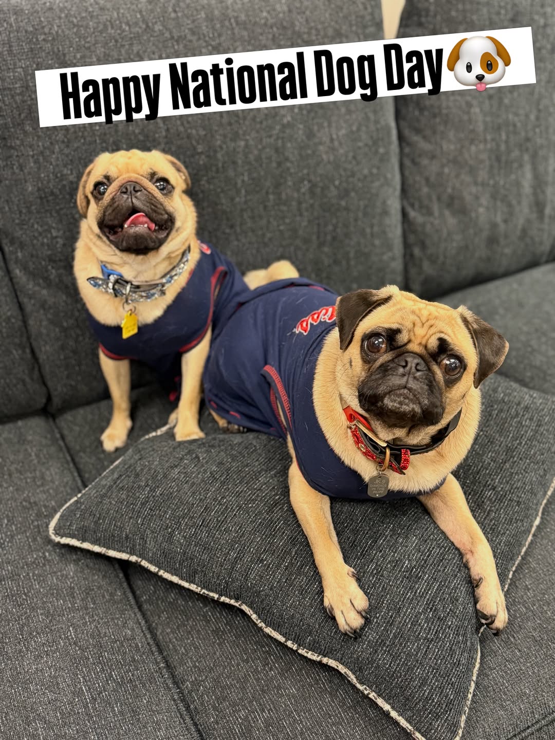 Instagram post by Dr. Brad Jennings, DDS: 🐾 Happy National Dog Day to our favorite office mascot, Millie Jennings, along with all of our office fur babies! 💙 Need another reason to…