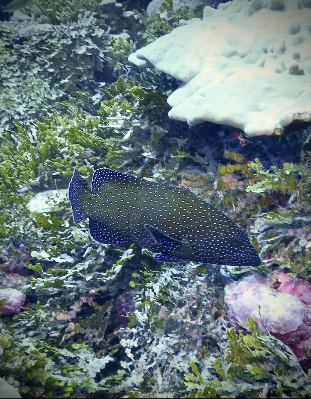 Instagram post by Dr. Bryan G. Forley: A #PeacockGrouper seen while #scubadiving off the coast of the #MilleniumAtoll in #Kiribati which is one of the southern #LineIslands. This …