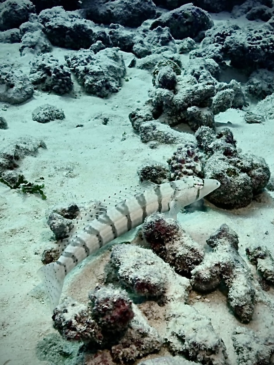 Instagram post by Dr. Bryan G. Forley: A banded sleeper #goby seen while #scubadiving in the #reef off the coast of #Kiritimati in the #PacificOcean. This species feeds by filteri…