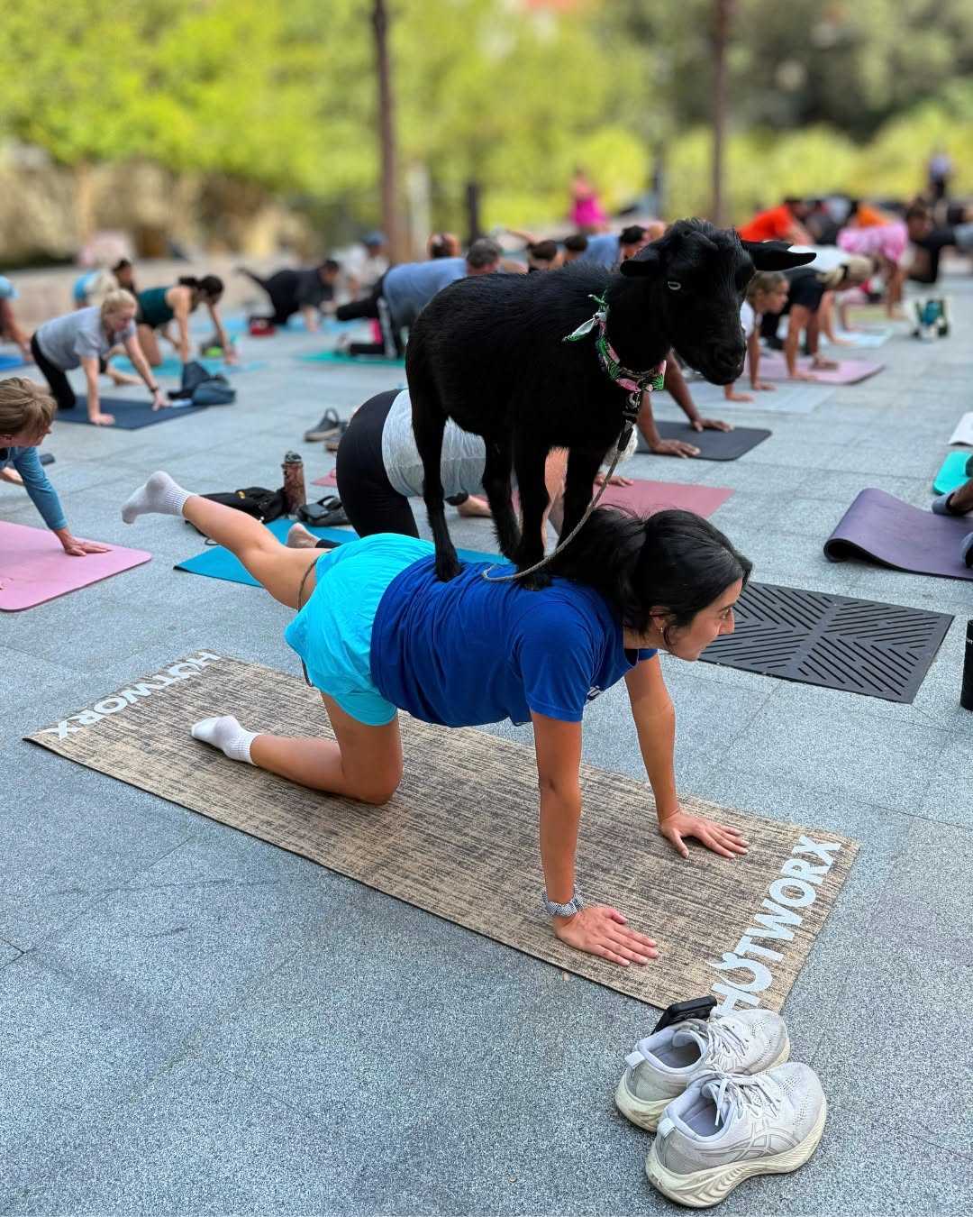 Woman in blue shirt balancing a black goat on her back during an outdoor yoga class with others in the background.