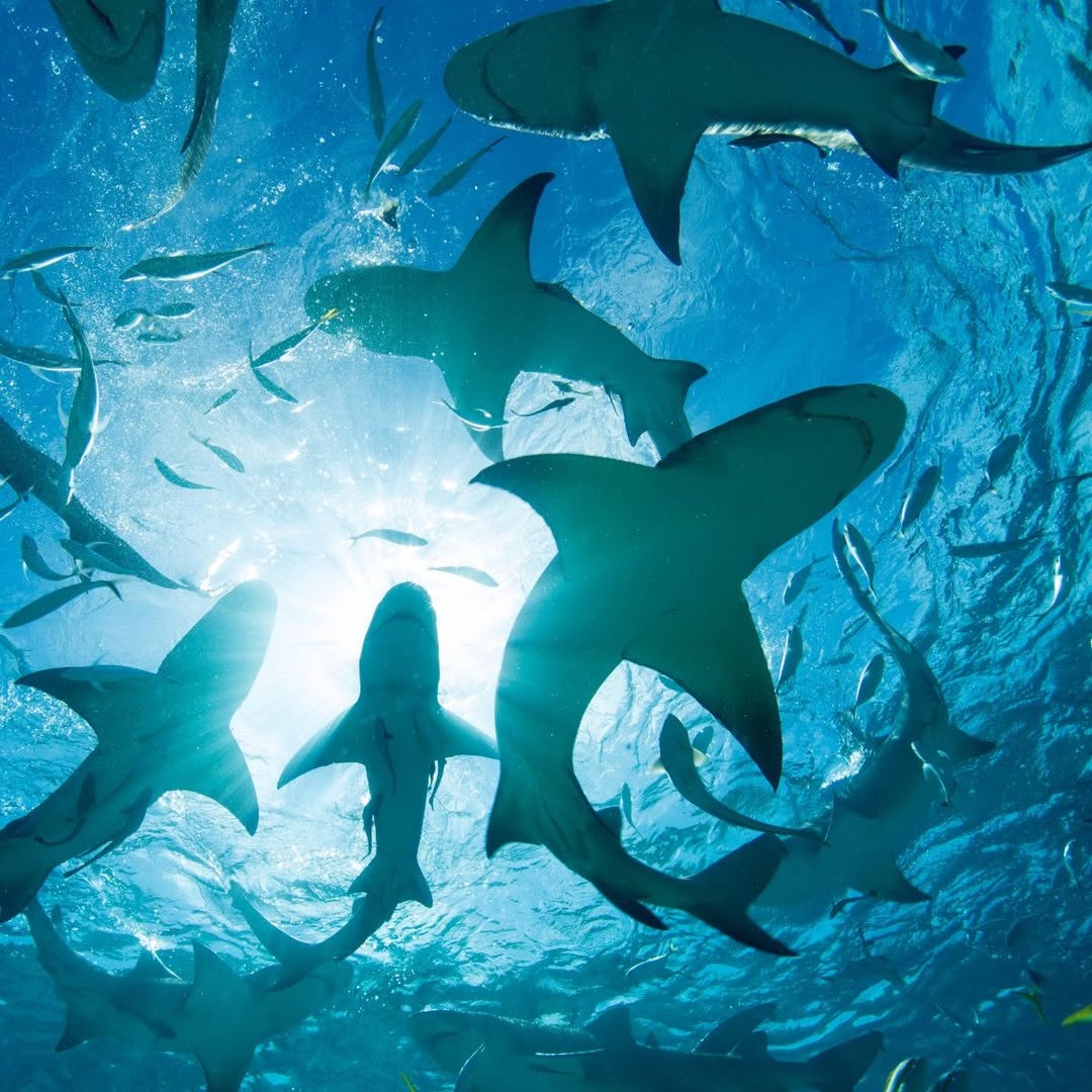 Instagram post by Dr. Craig P. Goldin, DDS: It's Shark Awareness Day! 🦈 Did you know that sharks continuously grow and replace their teeth throughout their lives? While humans don't h…