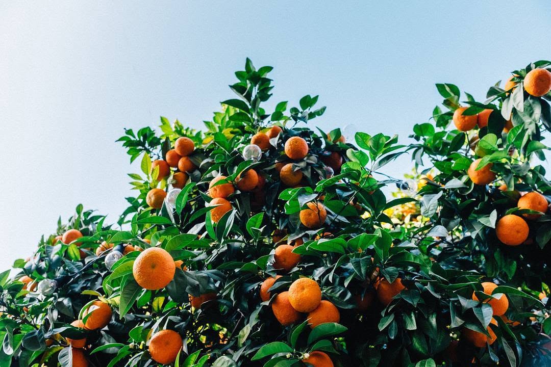 Instagram post by Dr. Dale Prokupek: Help your body’s defense against cold and flu season with these vitamin C-rich foods! 🍊Oranges 🌶Chili peppers 🌳Broccoli 🍓Strawberries 🌿…