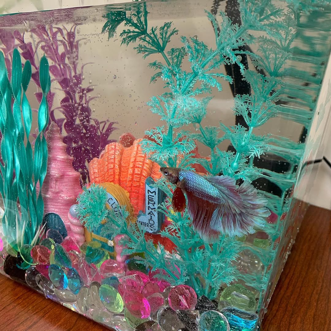 Instagram post by Dr. David Drucker: Everyone welcome DeeDee to the office #betafishofinstagram