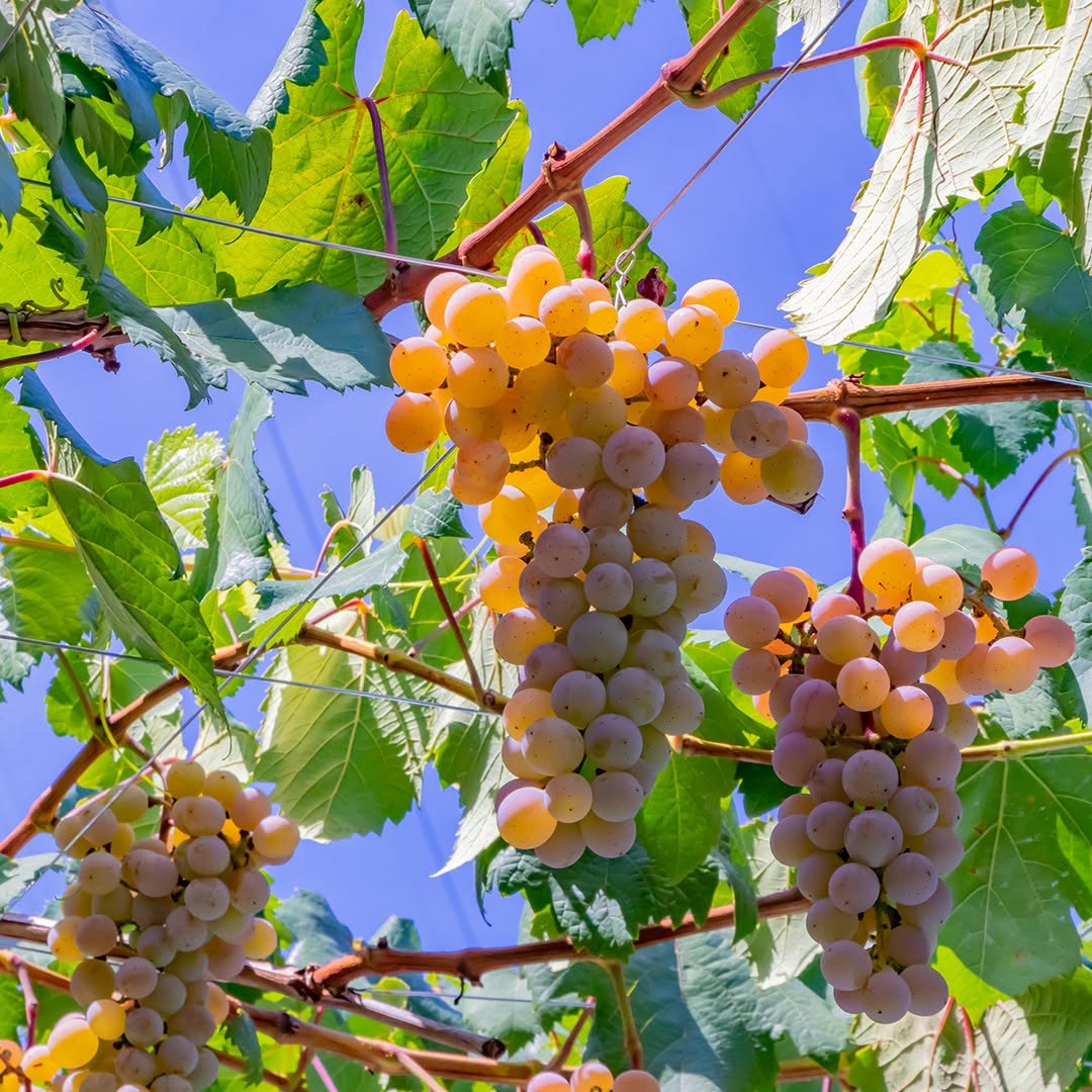 Instagram post by Dr. David M. Pariser: 🍇 Grapes aren’t just a delicious snack—they’re good for your skin, too! Rich in antioxidants, vitamin C and water, grapes can help protect …