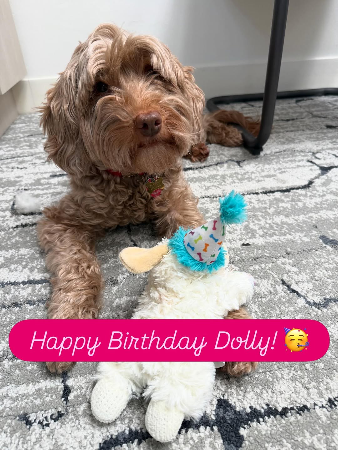 Instagram post by Dr. Dexter Barnes, DDS: Everyone’s favorite SDA team member turned 8 today and celebrated with treats, new toys, and lots of snuggles. Happy birthday, Dolly! #offic…