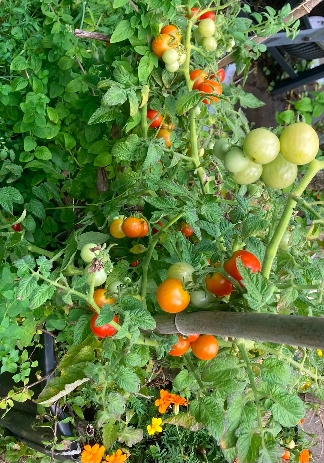 Instagram post by Dr. Donn R. Chatham: ￼￼Janet prays for this tomato plant, sprinkles it with blessed water, and named it after a saint. That works!