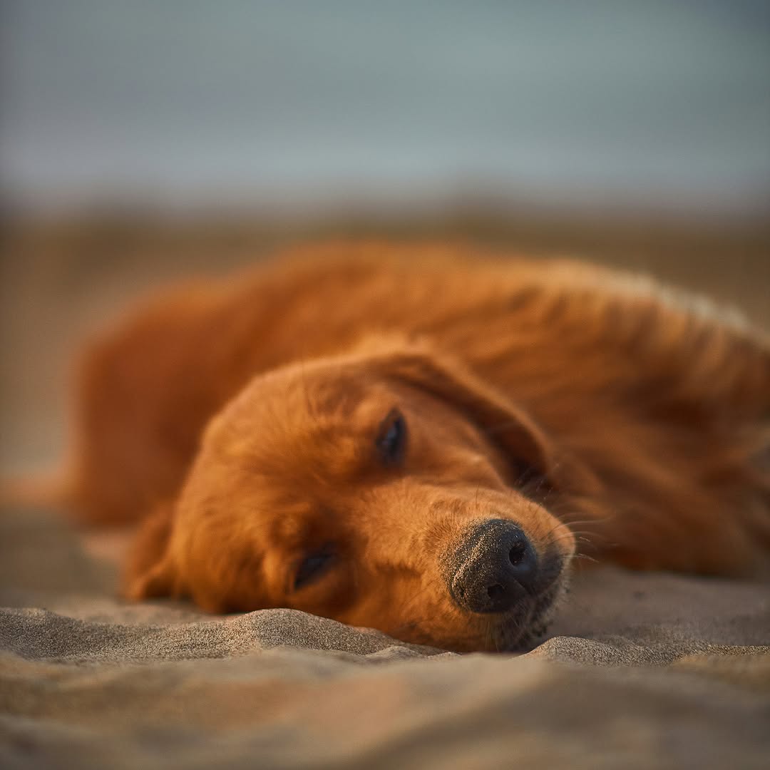 Instagram post by Dr. Elizabeth Grasee: Dog Days of Summer Have you ever wondered where the phrase "the dog days of summer" comes from? Its origins date back to the ancient Greeks …