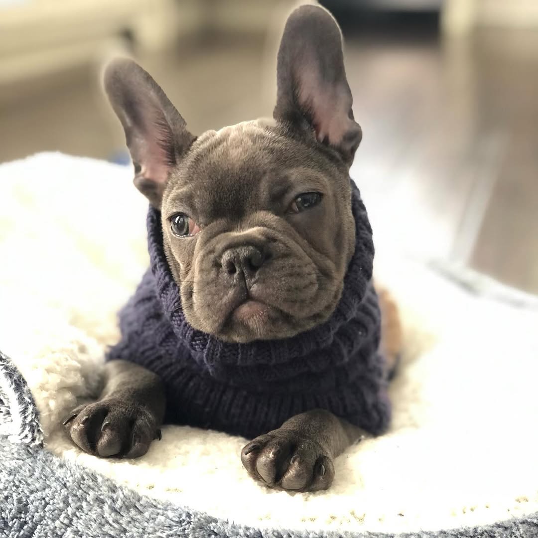 Instagram post by Dr. Falguni Patel: Today we said goodbye to our sweet Bentley 💙 There are no words that truly prepare you for a goodbye like this. Our hearts are broken, but …