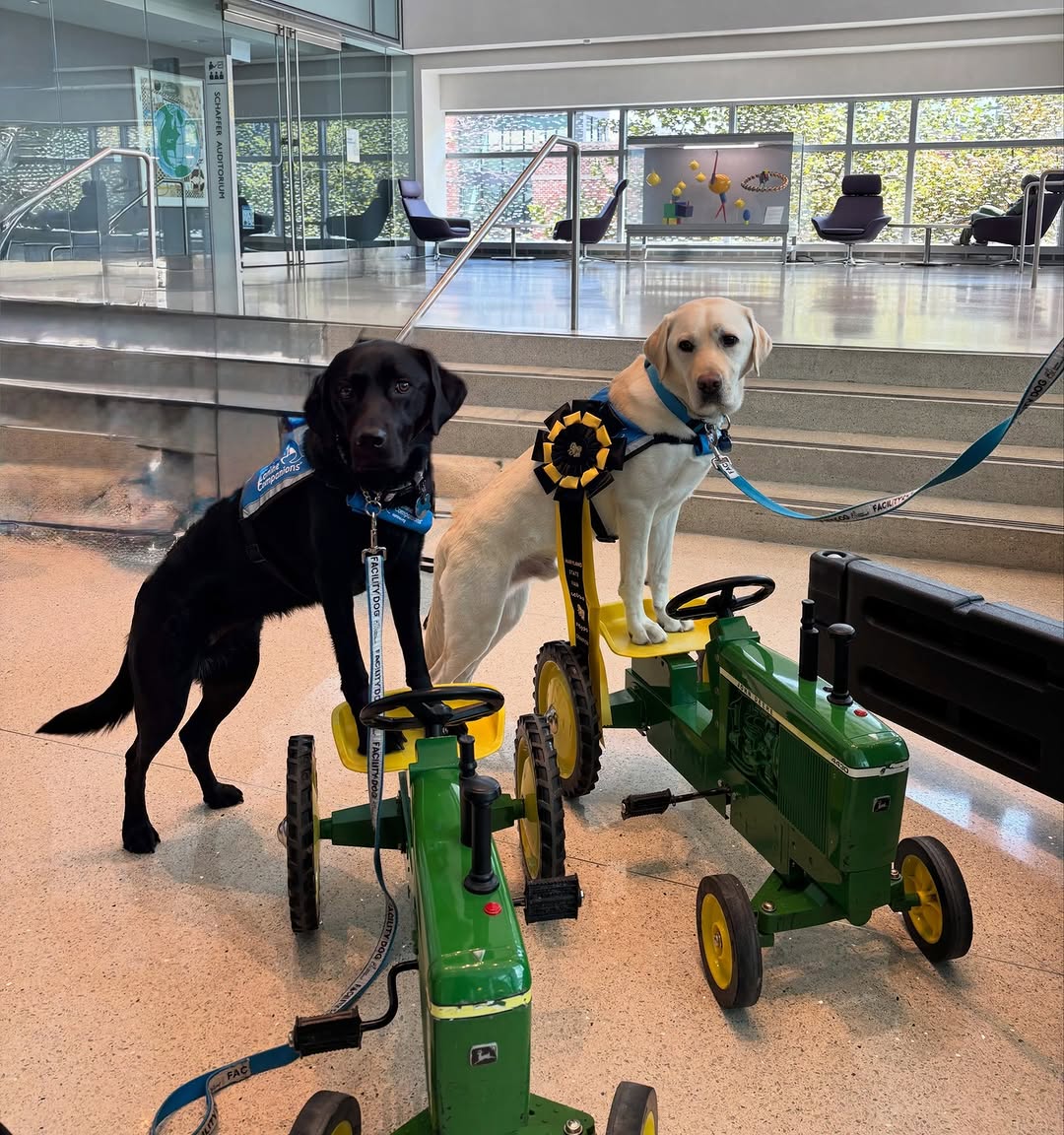 Instagram post by Dr. Gedge David Rosson: Repost from @hopkinspaws ... The ❤️💛Maryland State Fair🖤🤍 came to Hopkins. Rosie and Yoda had so much fun racing around the tractor track…