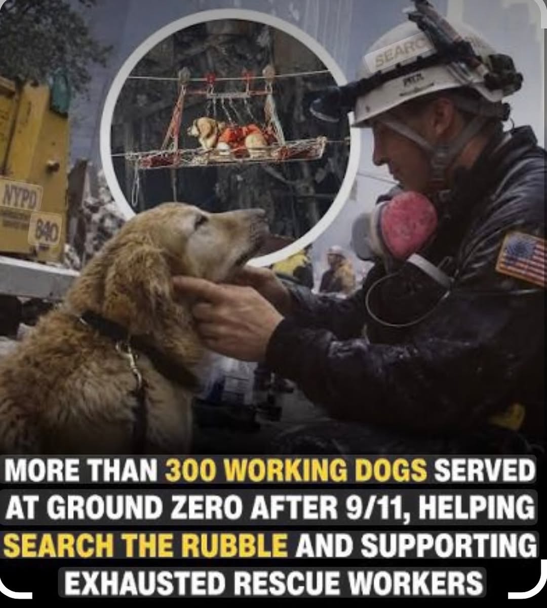 Instagram post by Dr. Geoffrey Kwitko: Honoring and remembering the heroic dogs of 9/11. I said it before and I'll say it again. Dogs are the best