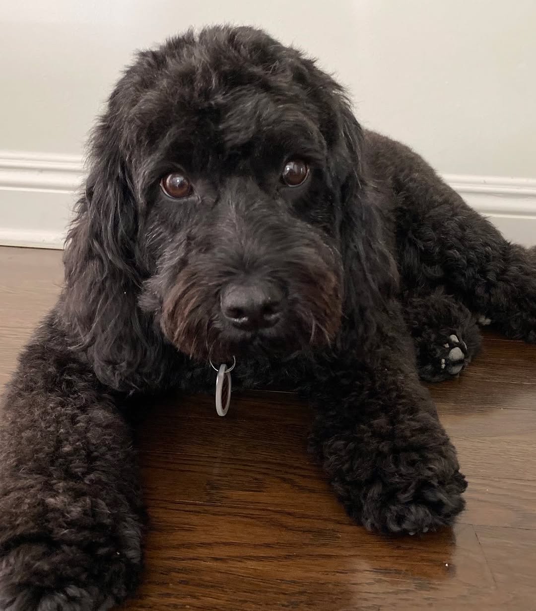 Instagram post by Dr. Harry Glassman: “Dogs do speak but only to those who know how to listen”. Happy National Dog Day to Shiloh who greets us when we come home each day as if we…