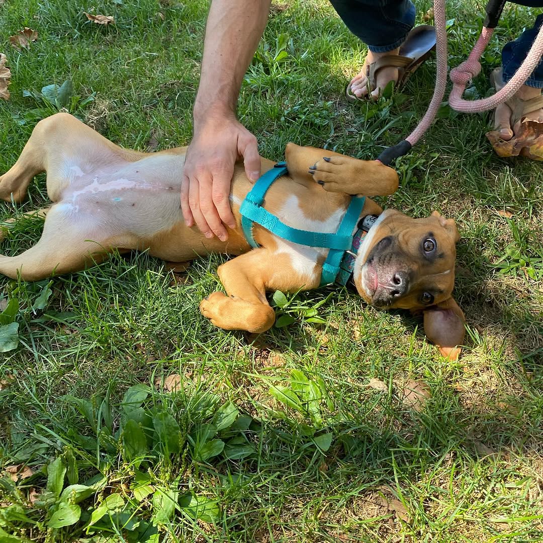 Instagram post by Dr. Ivy DeRosa, DO: Rachel is up for #adoption @savedmerescue on Market St in #philly @doggiestylepets She is the sweetest, goofiest lil boxer mix 🐶 #adoptdont…