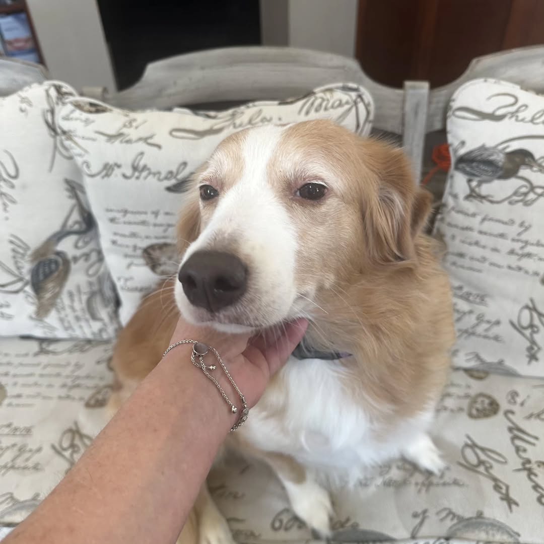 Instagram post by Dr. James A. Moreau, Jr., DDS: It's "Coco Comes to Work Day"! Melissa stayed late on Friday to go above and beyond, so Coco came to keep her momma company. Comment "woof" …