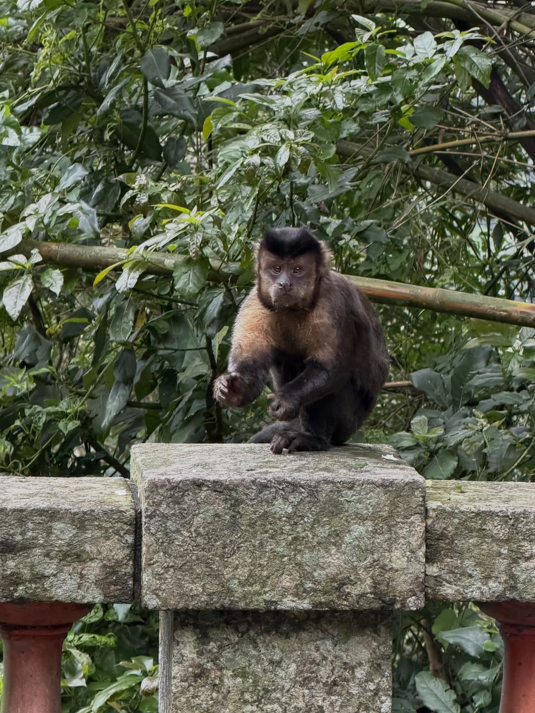 Instagram post by Dr. John M. Roesler: Wild Capuchin in Rio 🙈🙉🙊