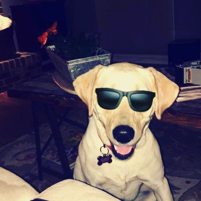 Instagram post by Dr. John Pak: 10% Off My New Suns is Rad. #wheatoneyeclinic #sunglasses #holiday #gift