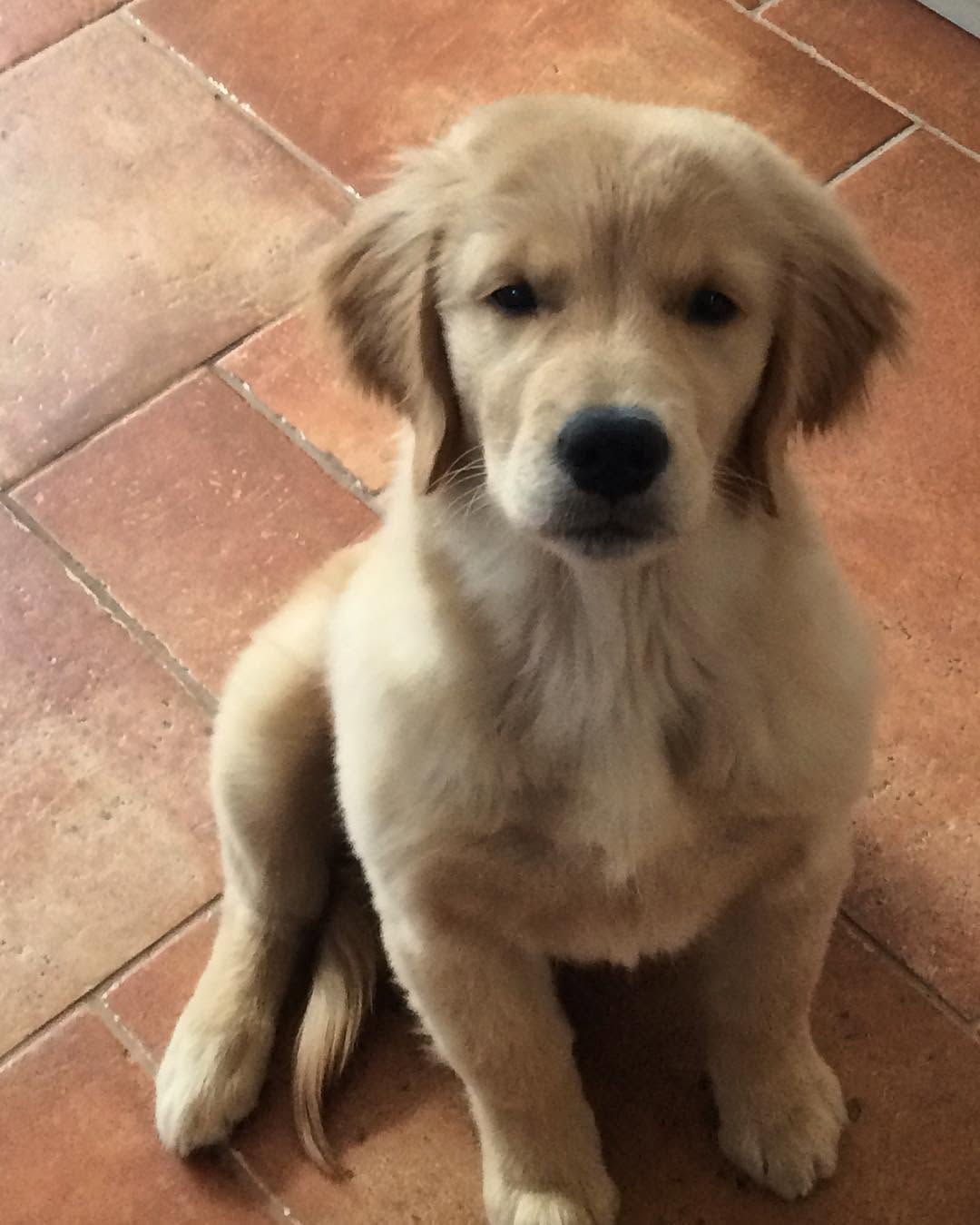 Instagram post by Dr. Karen L. Chapman: THE MACALLAN #puppy #mcallan #golden #goldenretriever #dogsofinstagram