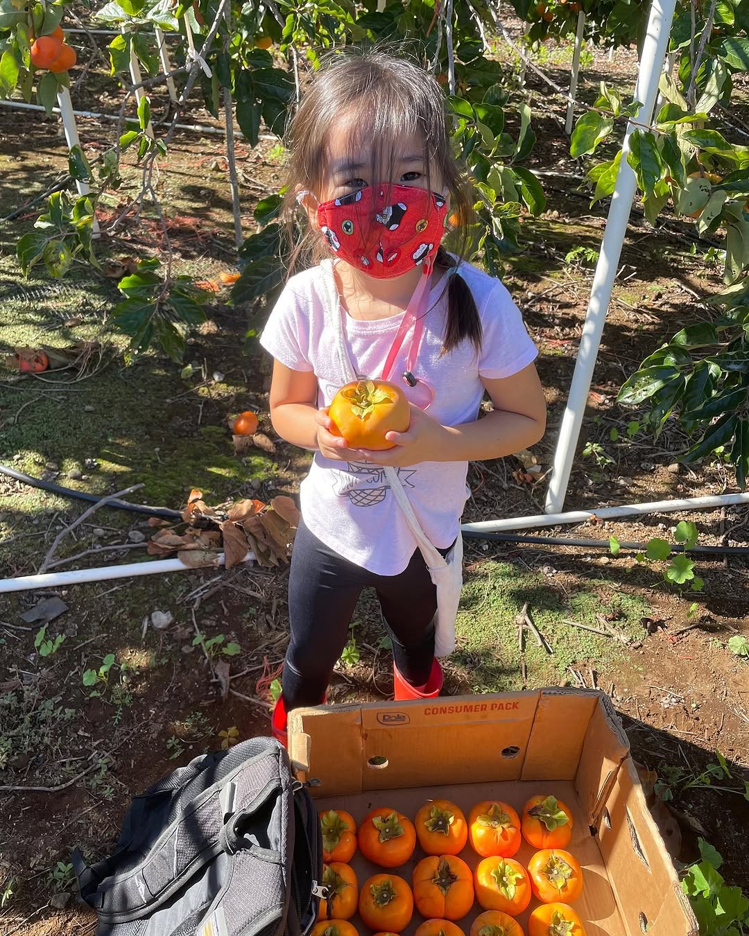 Instagram post by Dr. Kory Kitagawa: This Thanksgiving the kids again had a great time helping Maui grandma and grandpa at their farm (Ito Family Farms) in Kula, Maui. In celebr…