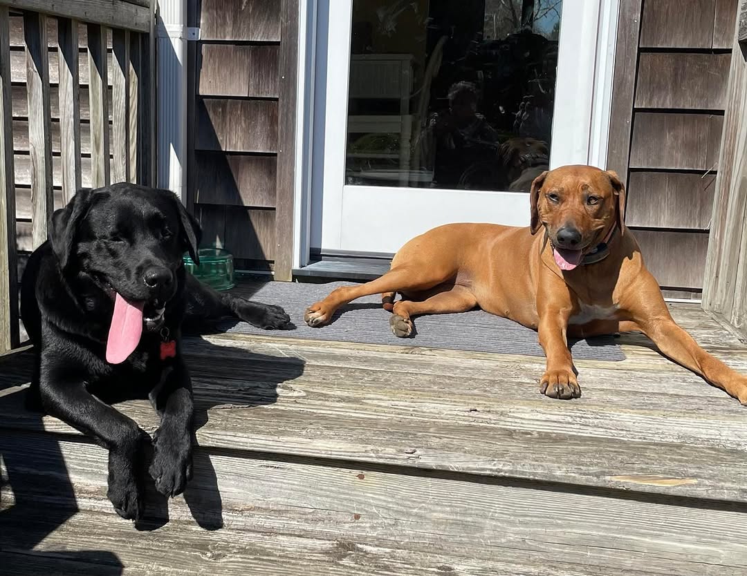 Instagram post by Dr. Leon Goldstein: Dog days in April in Jamestown! Very rare