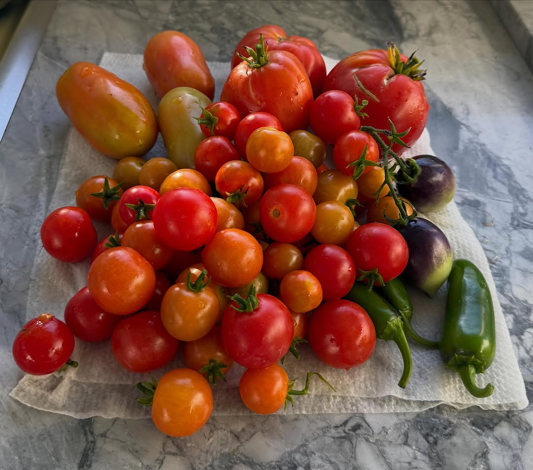 Instagram post by Dr. Marc M. Kerner: Tomato harvest today. Heirlooms, celebrity, and cherry tomatoes vine ripened. Also some jalapeños thrown in for good measure. #organic #gard…