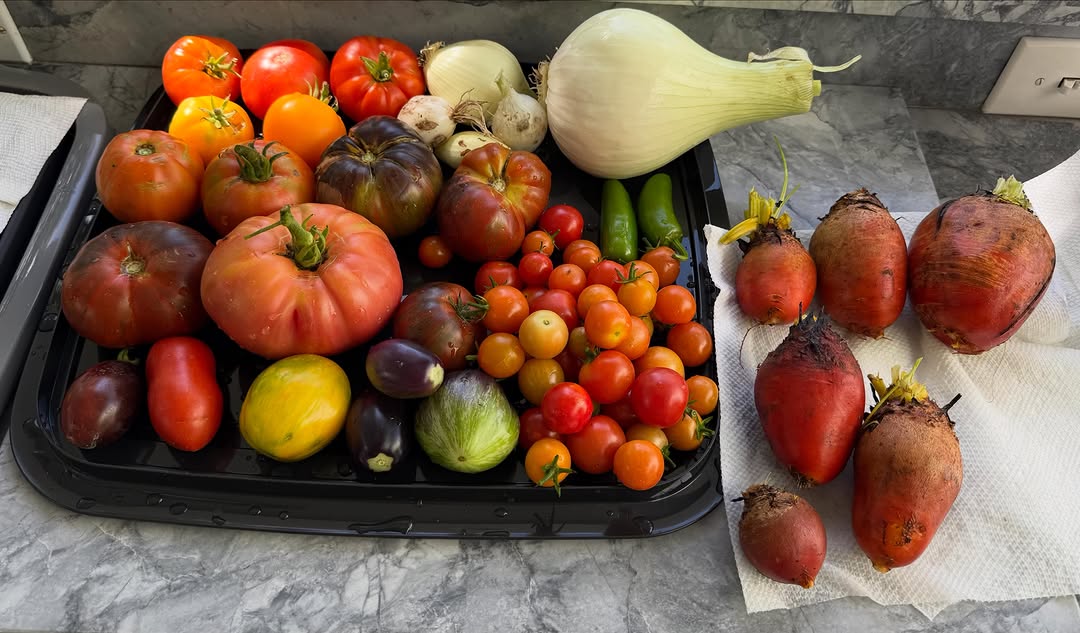 Instagram post by Dr. Marc M. Kerner: today's harvest-heirloom and cherry tomatoes, golden beets, onions, jalapeños. #organic #garden