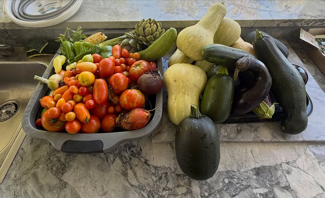 Instagram post by Dr. Marc M. Kerner: today's organic harvest-heirloom tomatoes, cherry tomatoes, butternut squash, zucchini, eggplant, tomatillos, onions, garlic, cucumber and p…