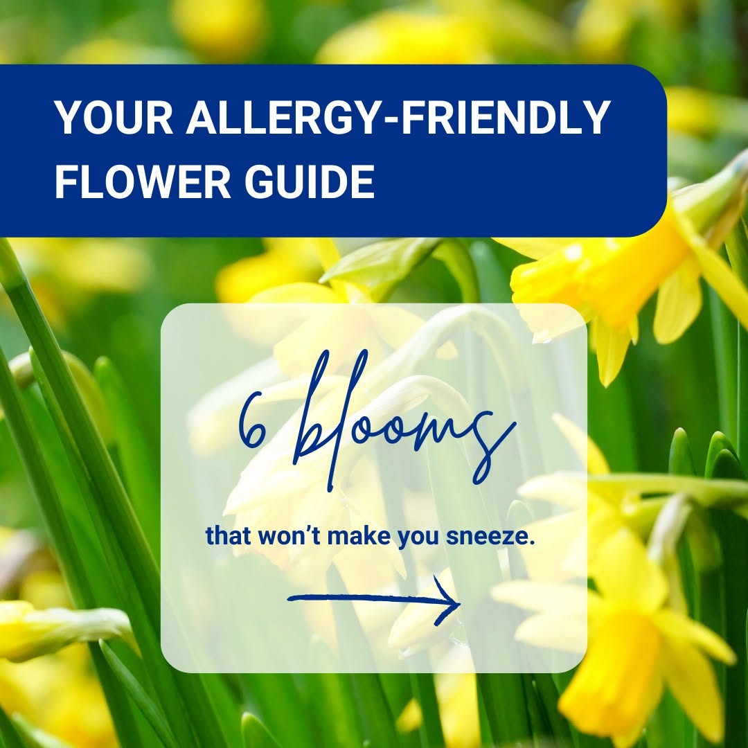 Instagram post by Dr. Marie Anne Giardina-Beckett: Sending flowers for Mother's Day? According to Dr. Clifford Bassett, these blooms are some of the safest choices for allergy sufferers — all…