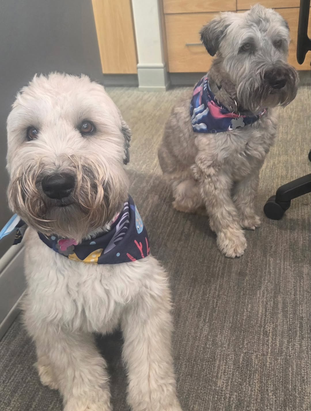 Instagram post by Dr. Mark Mandell-Brown: Rellie and Maddie hope you are having a great summer ☀️🌻 #cincinnatiplasticsurgery #mandellbrown #bestplasticsurgeon #dogs #naturalresults