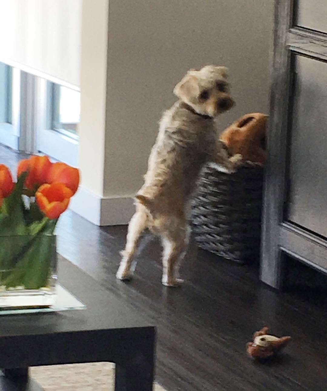 Instagram post by Dr. Matthew Malamet: Teddi #yorkiepoo #wantsattention #throwingtoysonthefloor