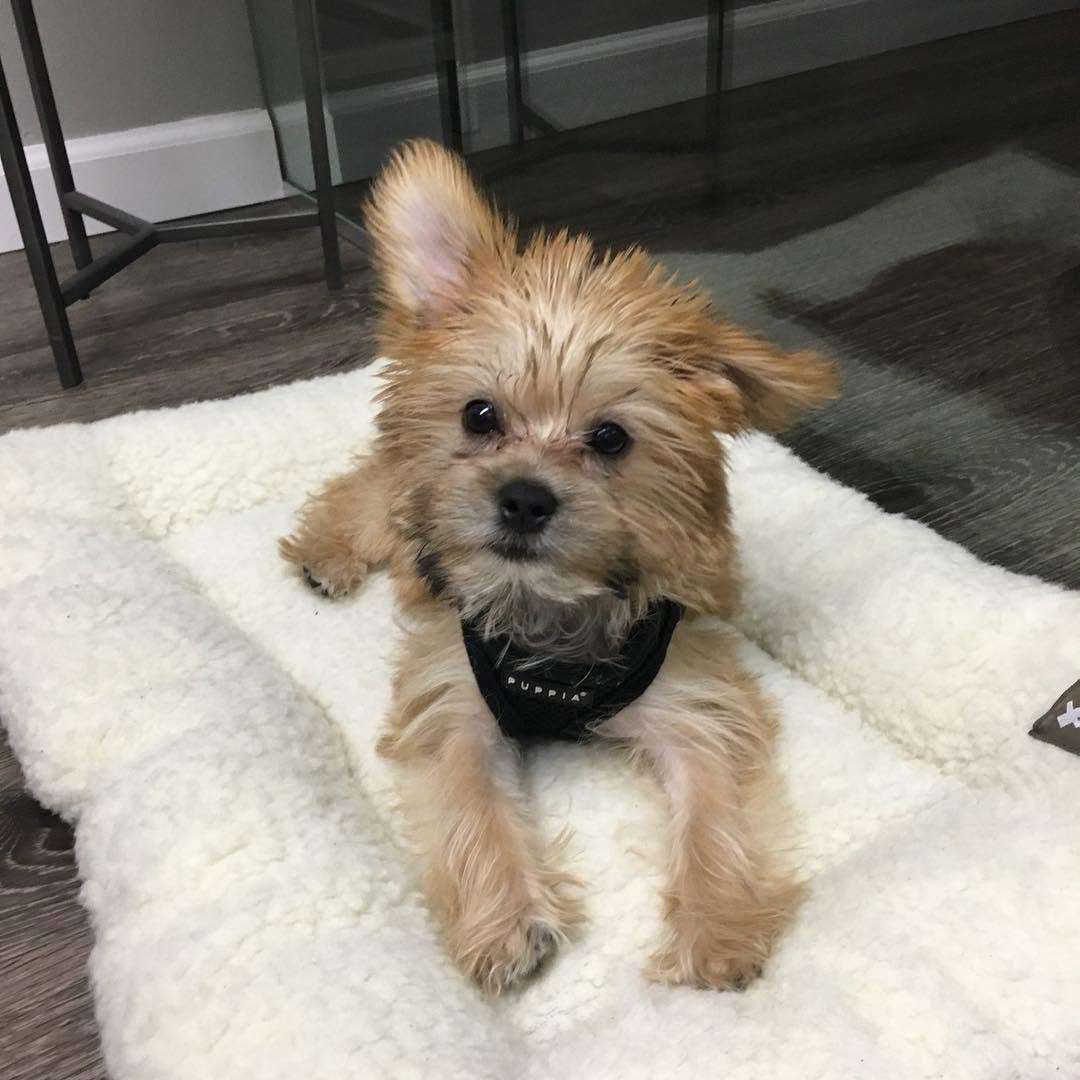 Instagram post by Dr. Matthew Malamet: “Charlee”- New Addition to the Office