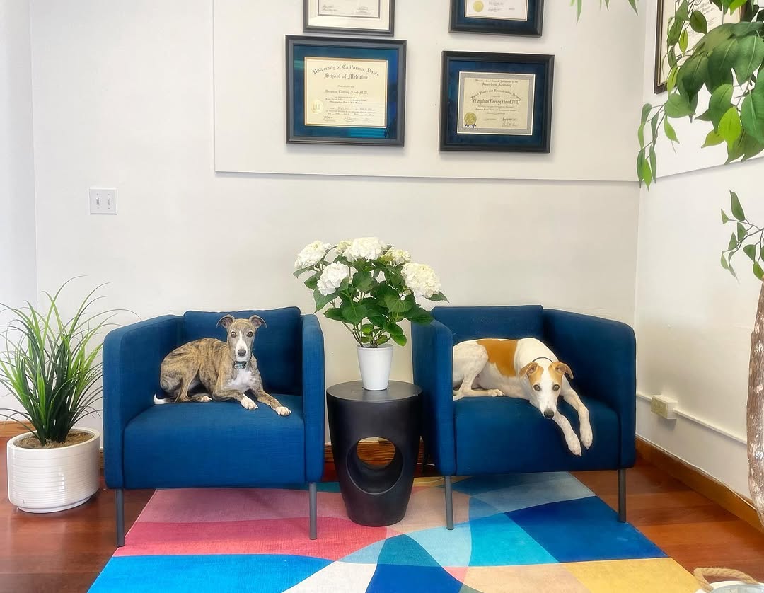 Instagram post by Dr. Meaghan Noud: Cira and Luna waiting for their complementary consultation on take your hounds to work day. #sighthound #sfsighthounds #noodlehorse #racingd…