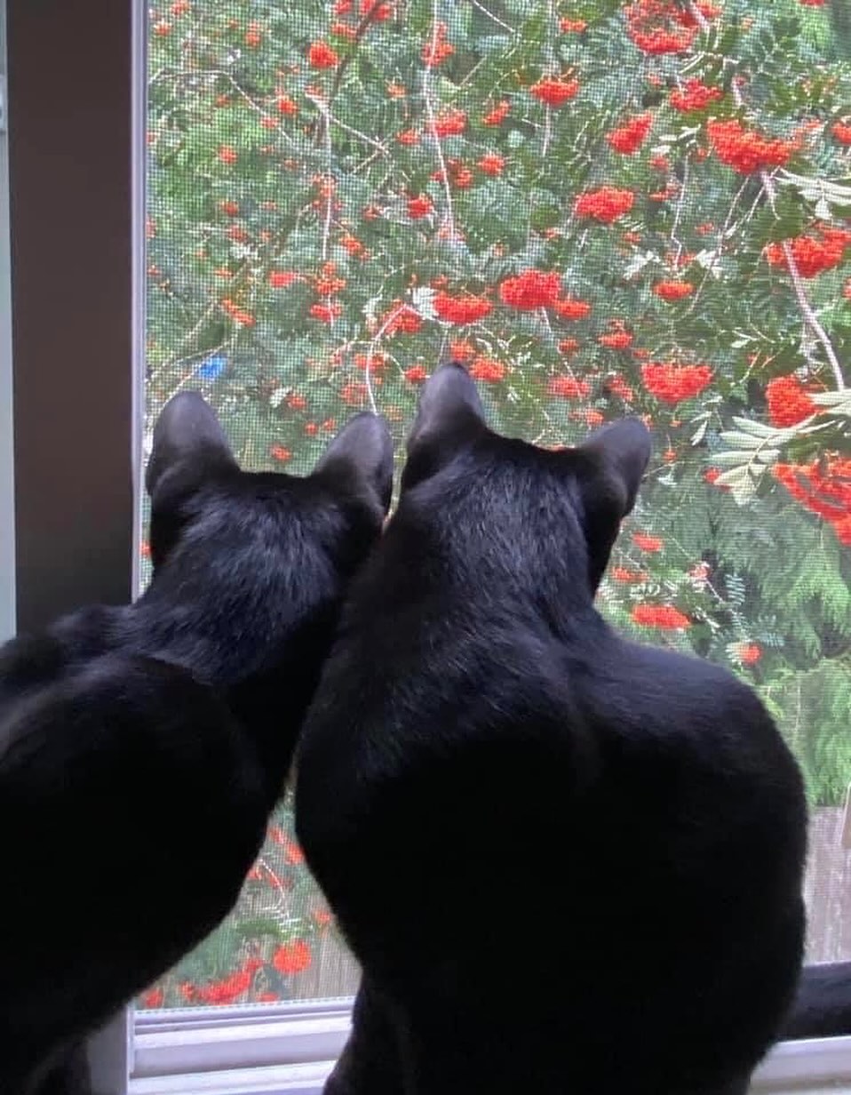 Instagram post by Dr. Melinda A. Costa: Happy Valentine’s Day from the “Office Managers!” ❤️🐾 Enjoying some extra moments with these two sweet ones, Iggy and Meli. 🐈⬛🐈⬛ They a…