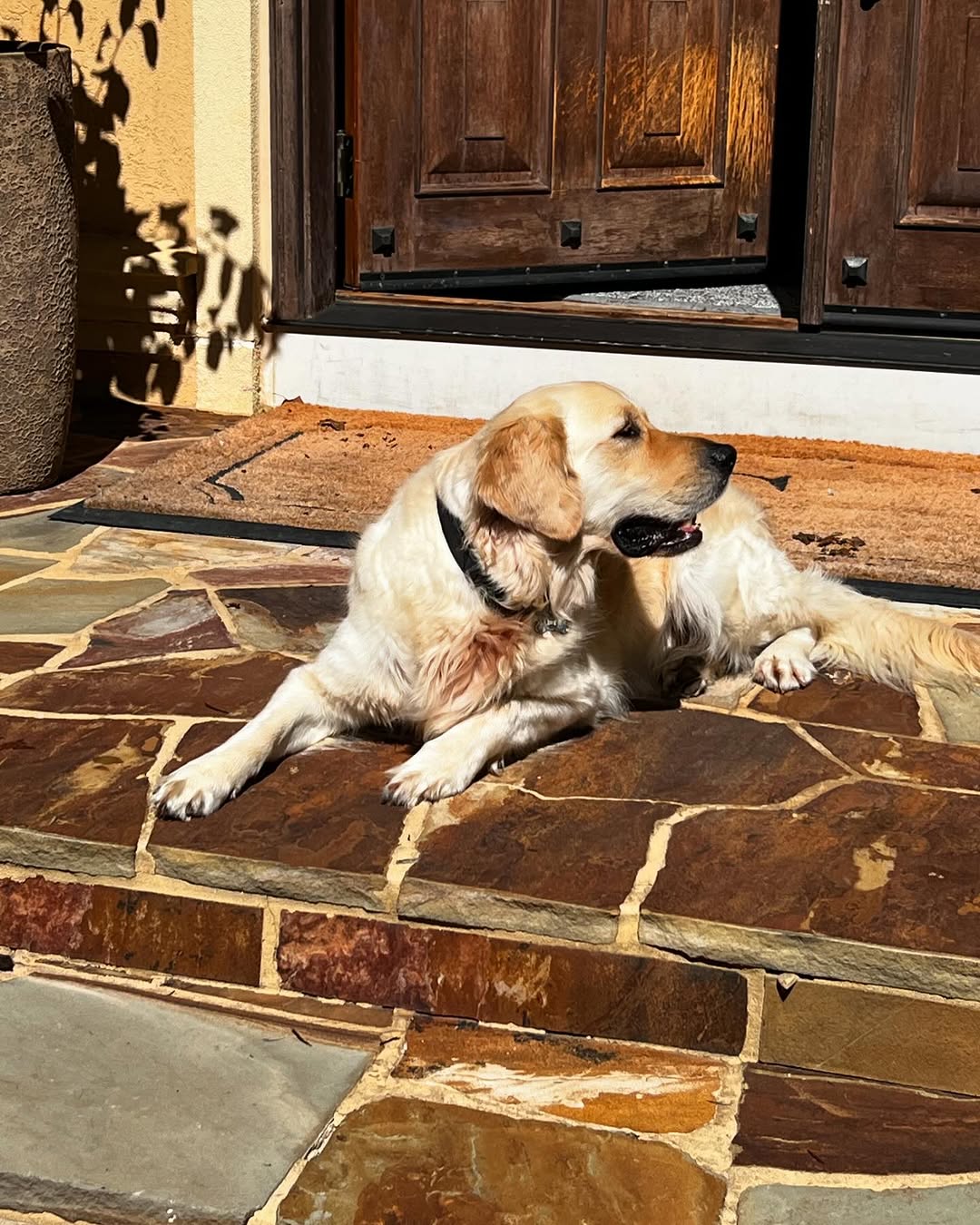 Instagram post by Dr. Michael D. Cohen: Dog days of summer are almost over🥲