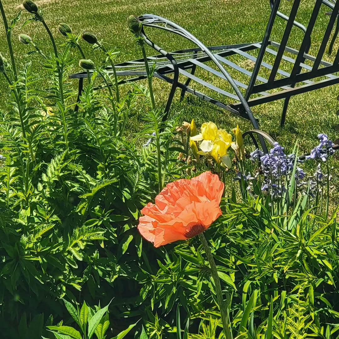 Instagram post by Dr. Nicole Kafka: The year's first poppy