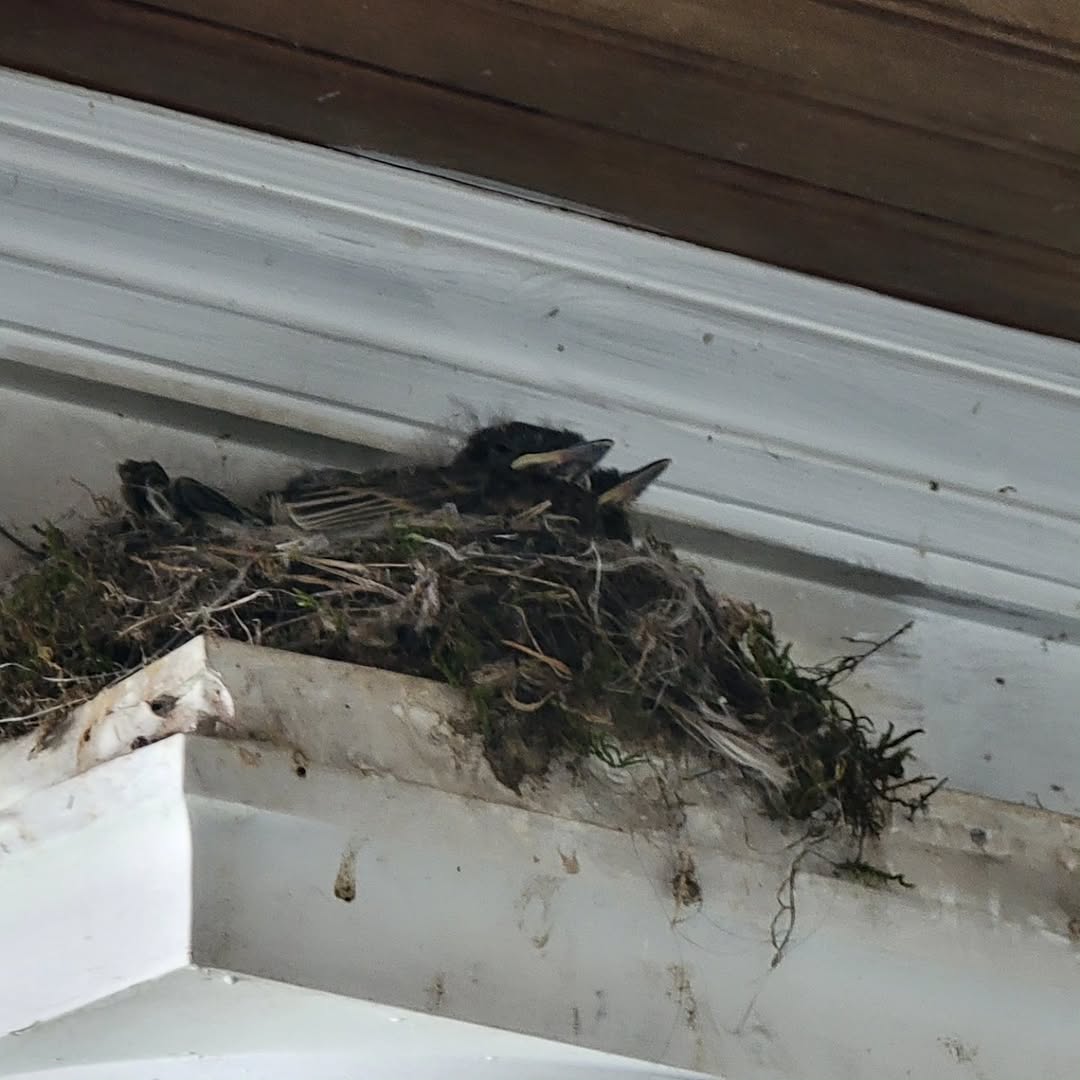 Instagram post by Dr. Nicole Kafka: Every year there's a nest on my porch column...They've hatched for 2026.