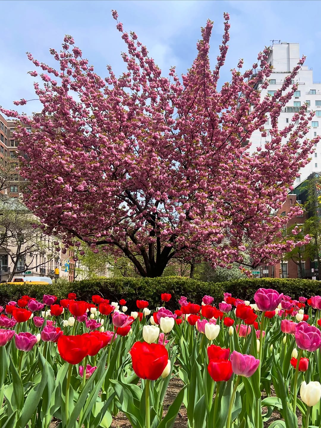 Instagram post by Dr. Olivia Hutchinson: Park Avenue resplendent all in bloom as May arrives in NYC. #parkave #uppereastside #newyorkplasticsurgeon