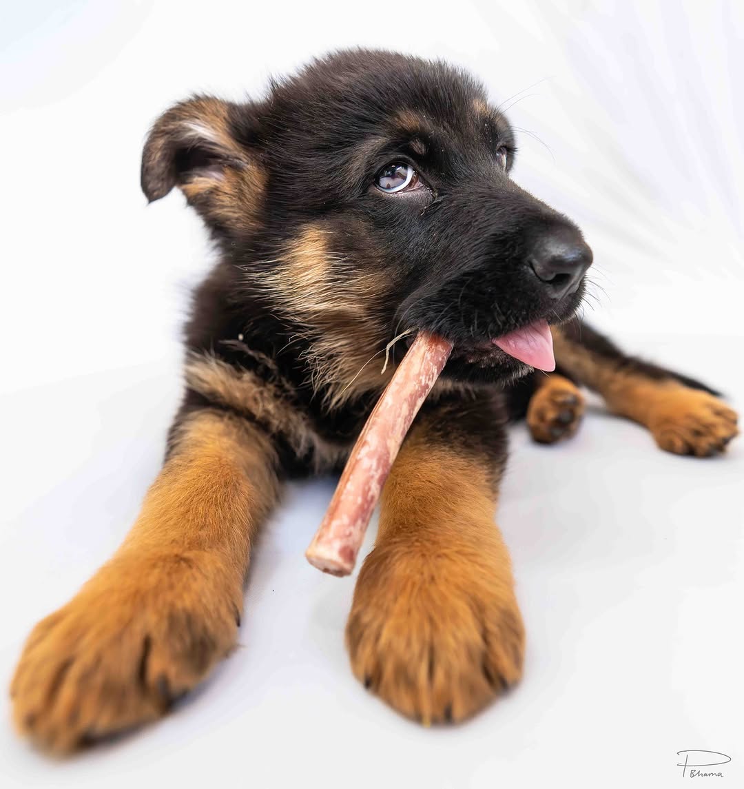 Instagram post by Dr. Prabhat Bhama: 9 weeks! #bruno #puppies #puppiesofinstagram #germanshepherd #germanshepherdpuppy