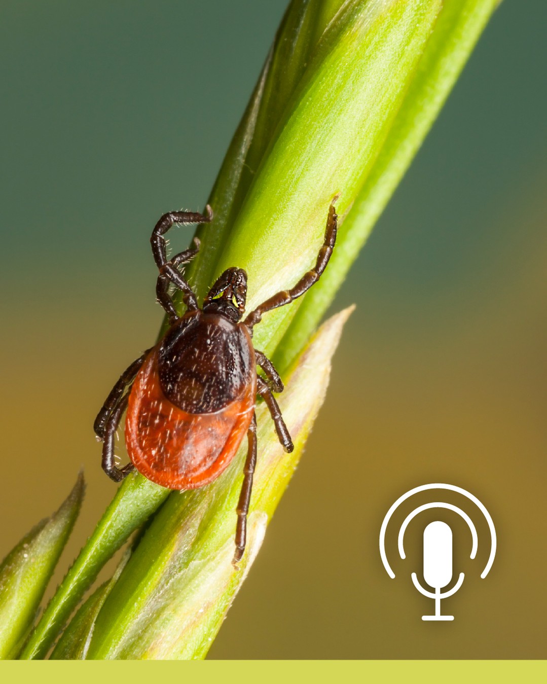 Instagram post by Dr. Robert David Nesbit: Ticks are small, but the health risks they create are growing. On this episode of Living Healthy Together, you’ll hear why some tick species…