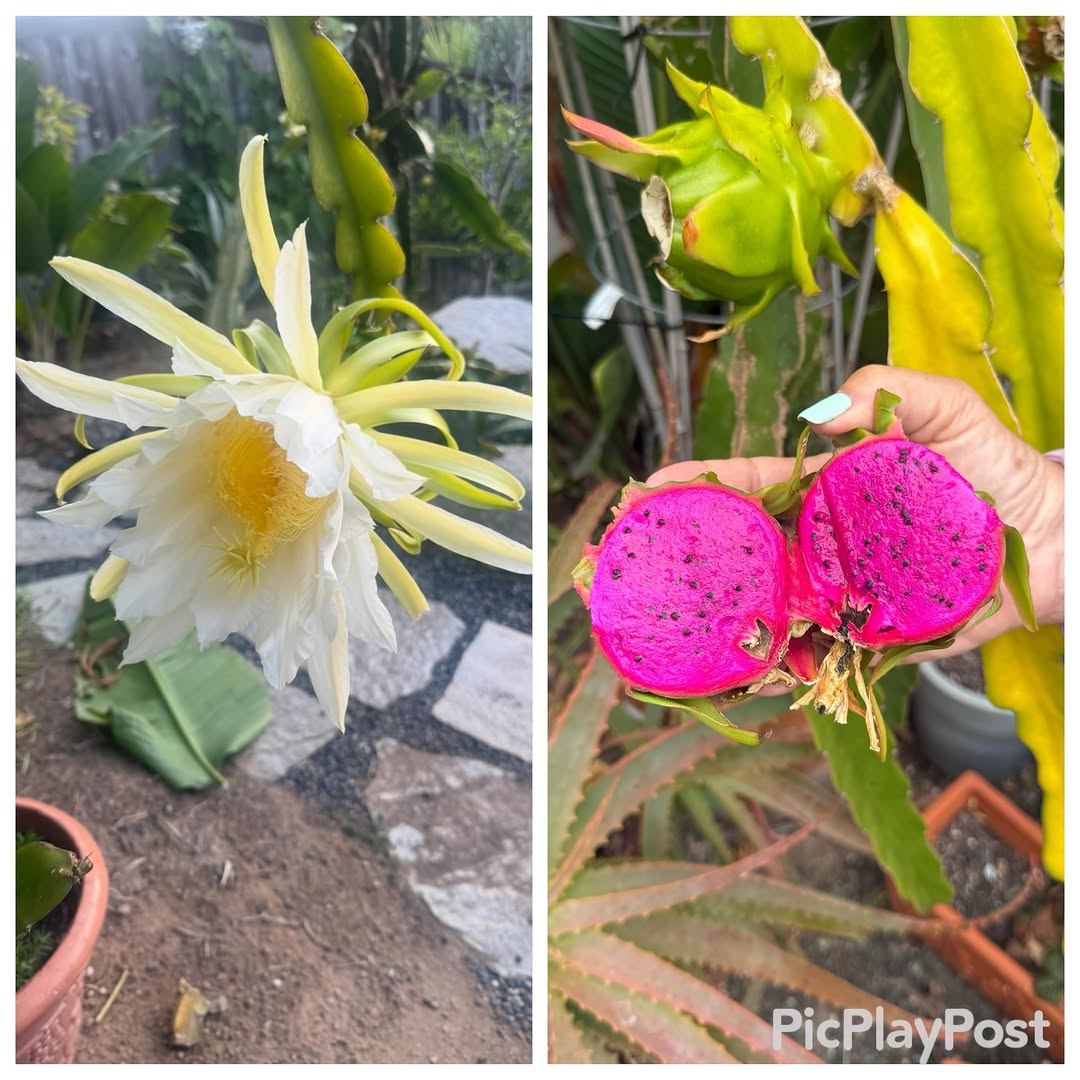 Instagram post by Dr. Ronald J. Edelson: Our dragon fruit flower gave us this nice piece of fruit after a month. And we have more on the way! #dredelson