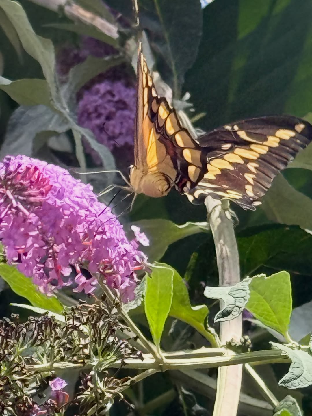 Instagram post by Dr. Ronald J. Edelson: Our butterfly bush in full bloom…with swallowtail butterfly#dredelson