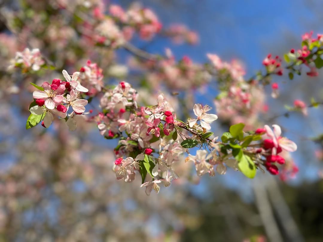 Instagram post by Dr. Selena Lantry: Welcome spring! #flowers #descansogardens #thankyoumammawformyloveofnature
